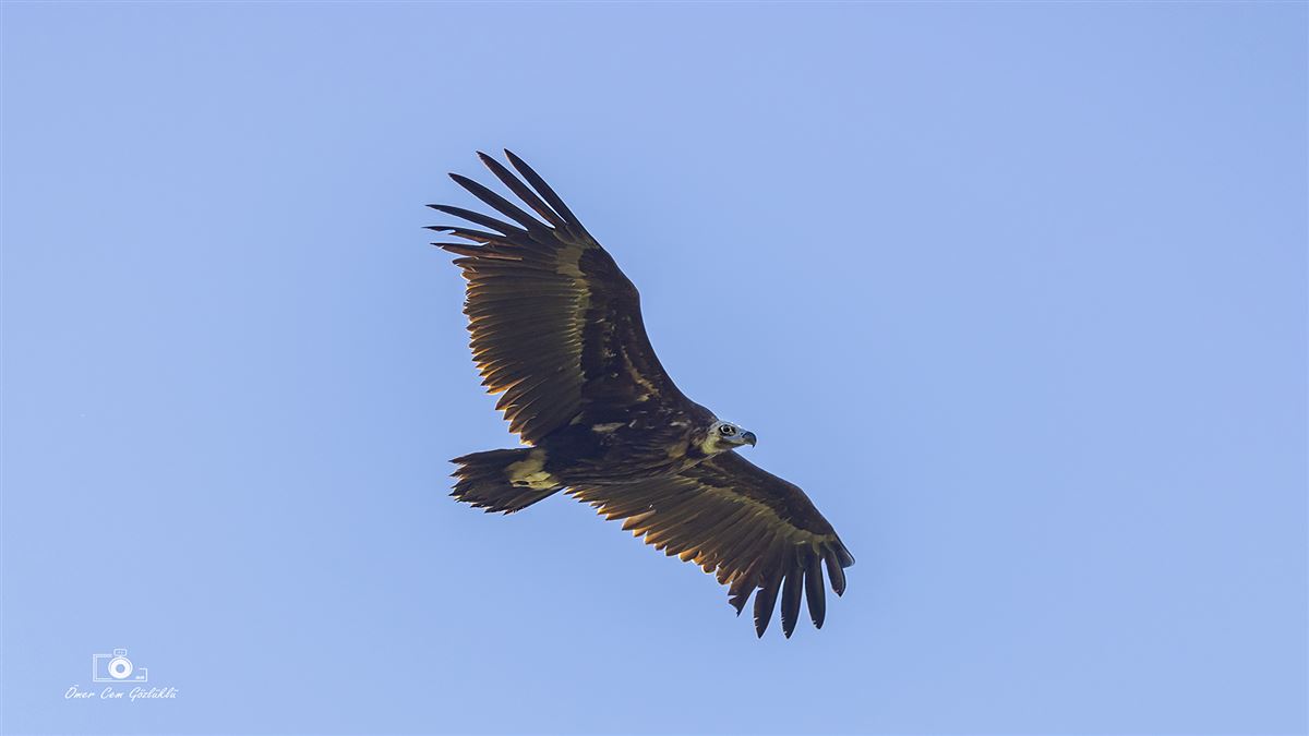 Cinereous Vulture