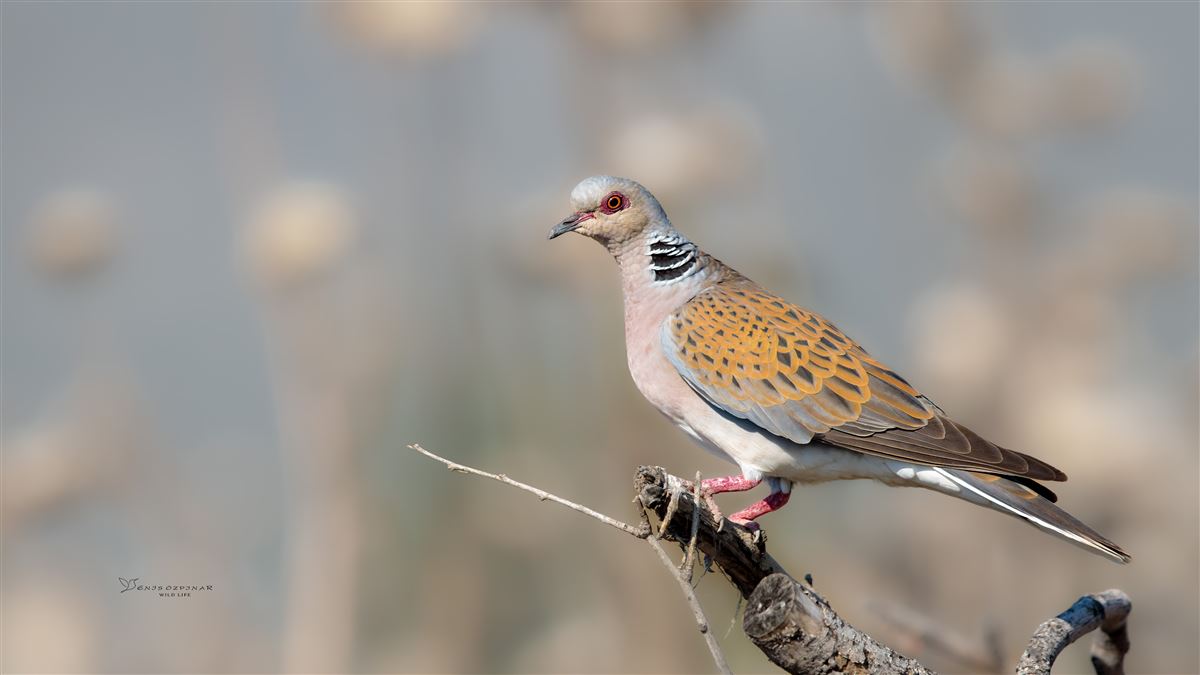 European Turtle Dove