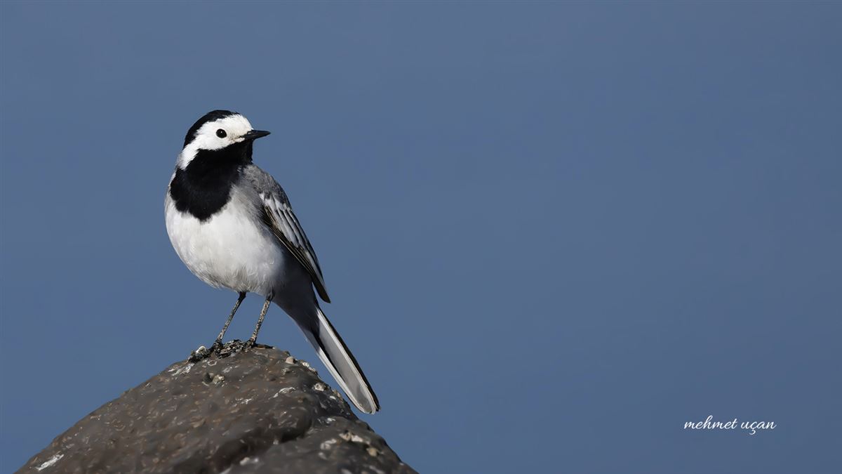 White Wagtail
