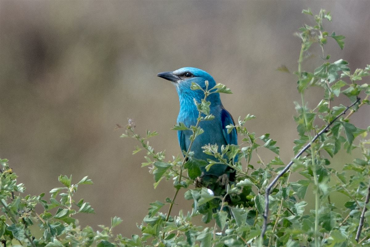European Roller