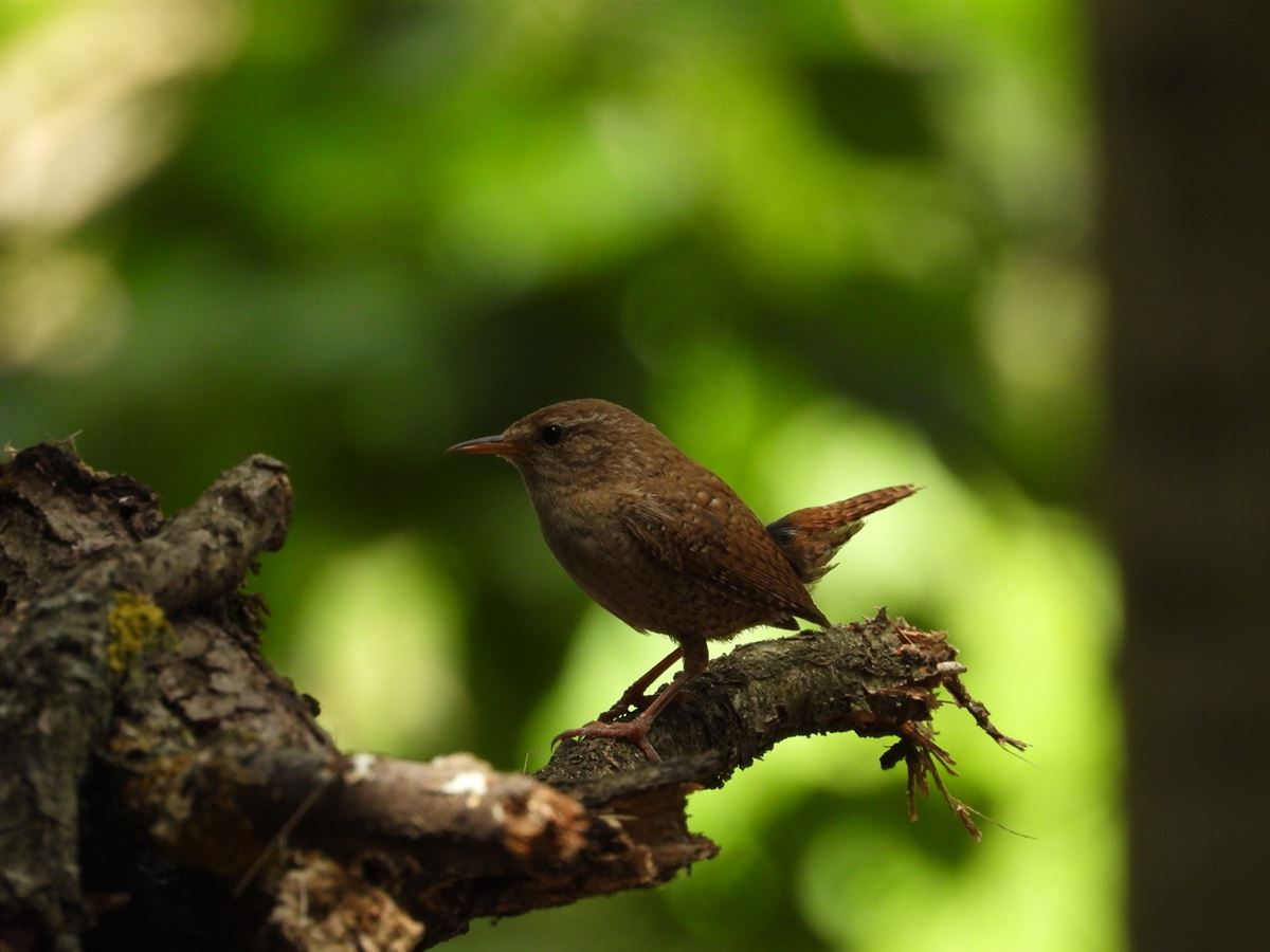 Eurasian Wren