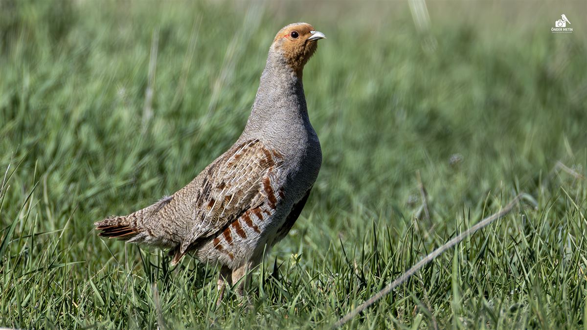 Grey Partridge