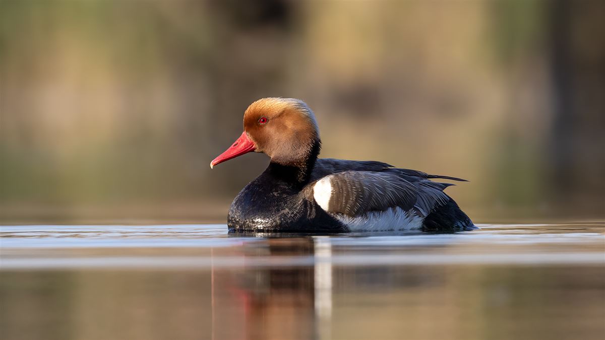 Red-crested Pochard