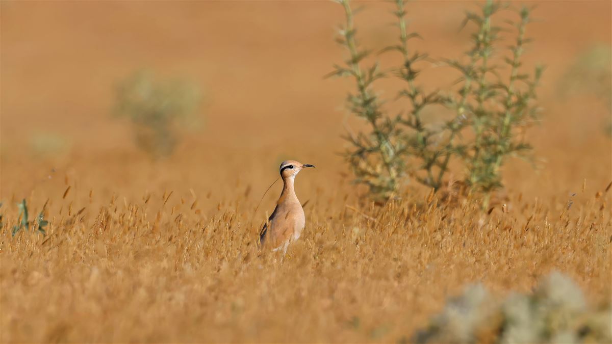 Cream-colored Courser