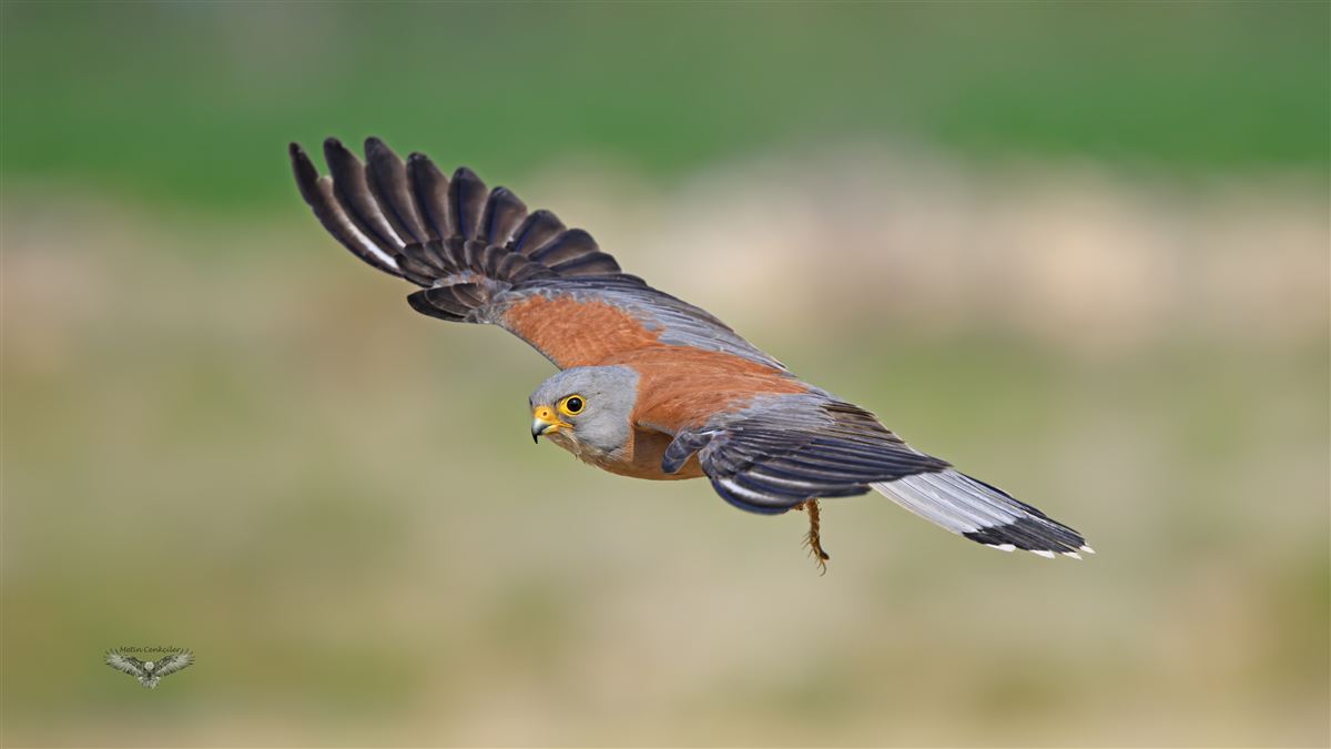 Lesser Kestrel