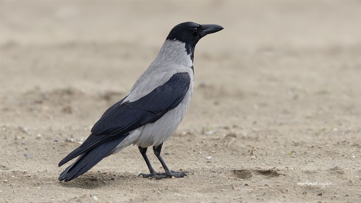Hooded Crow
