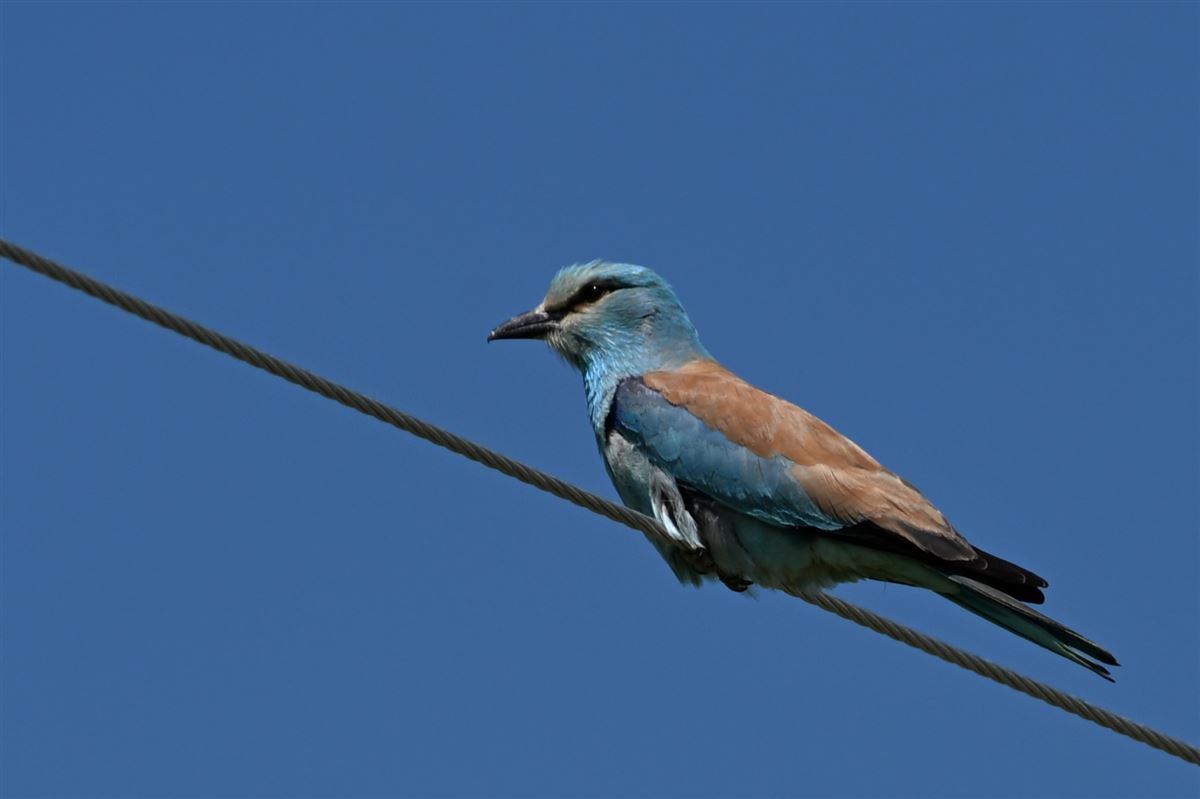 European Roller