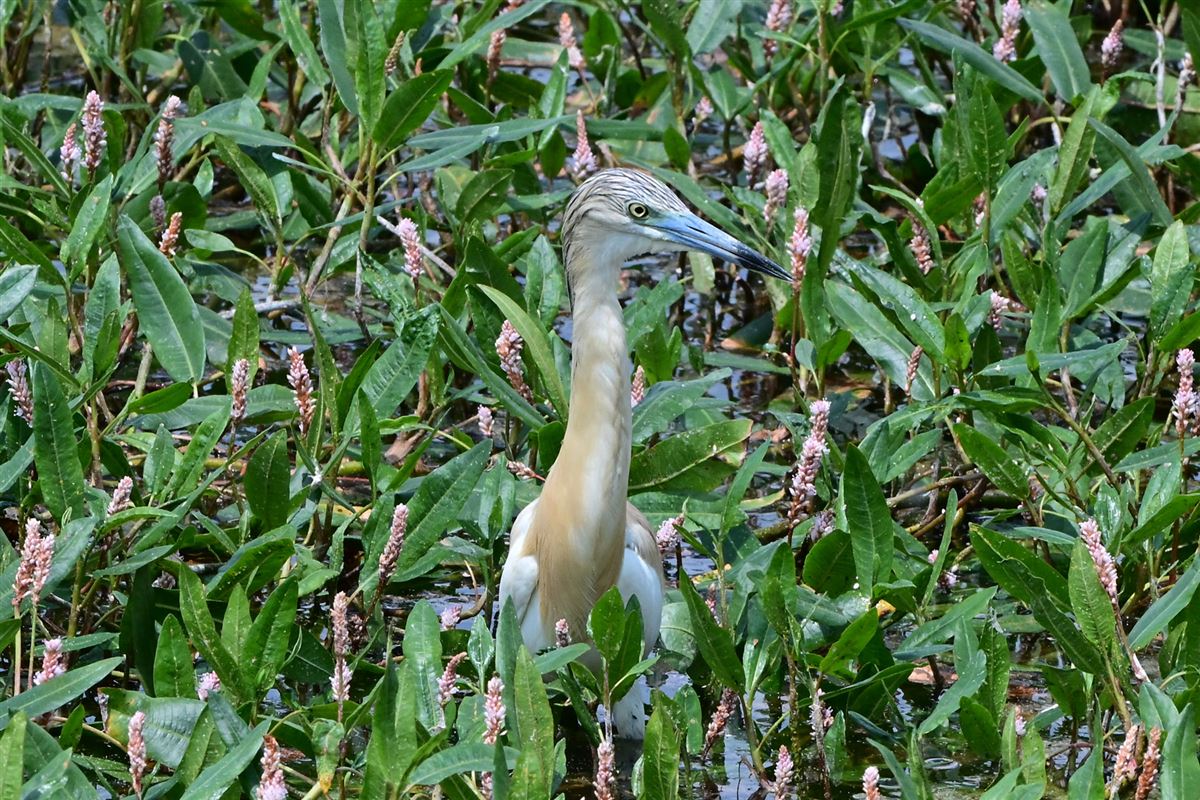 Squacco Heron