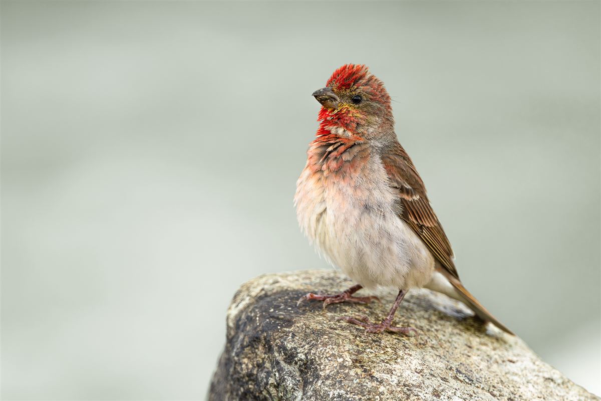 Common Rosefinch