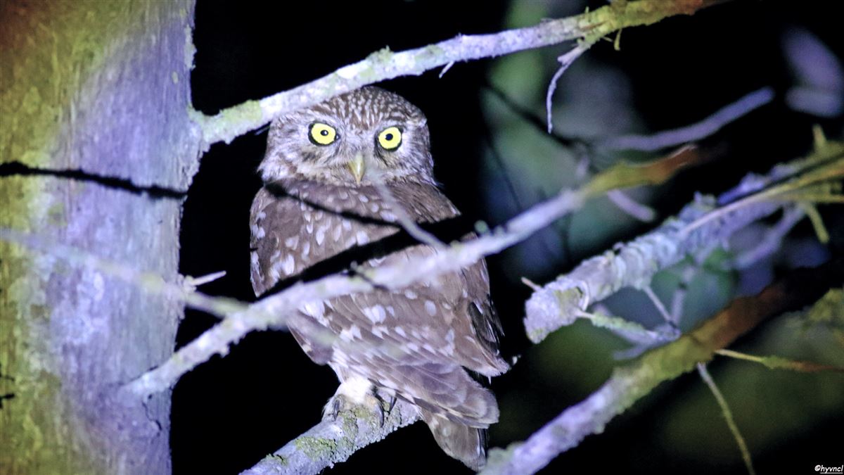 Little Owl