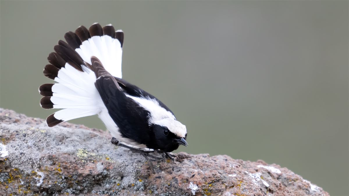 Finsch`s Wheatear