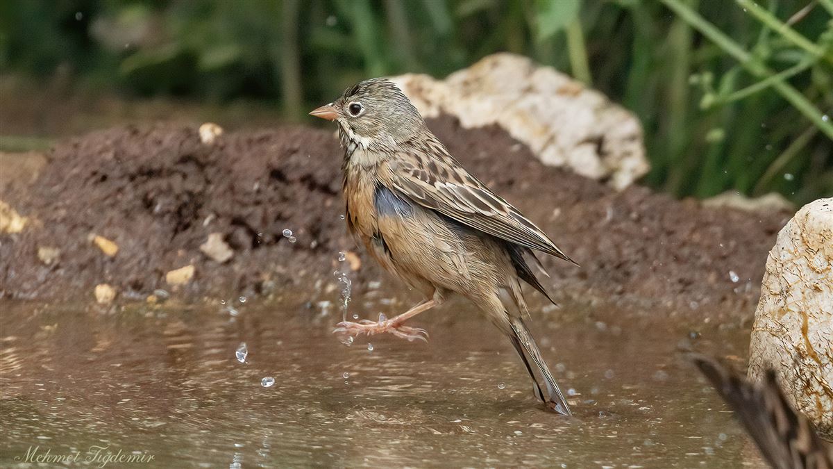 Ortolan Bunting