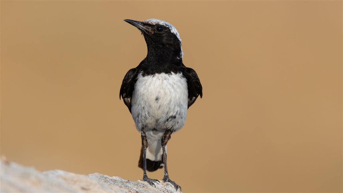 Finsch`s Wheatear