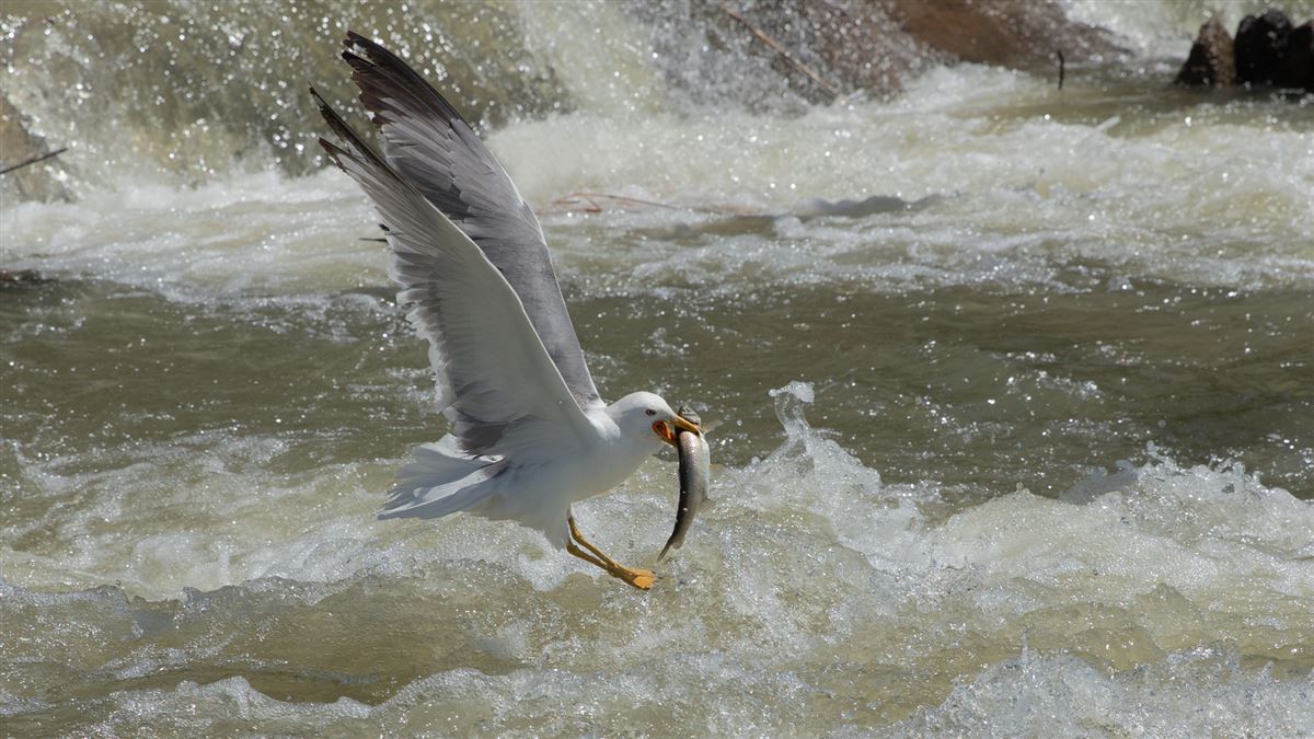 Armenian Gull