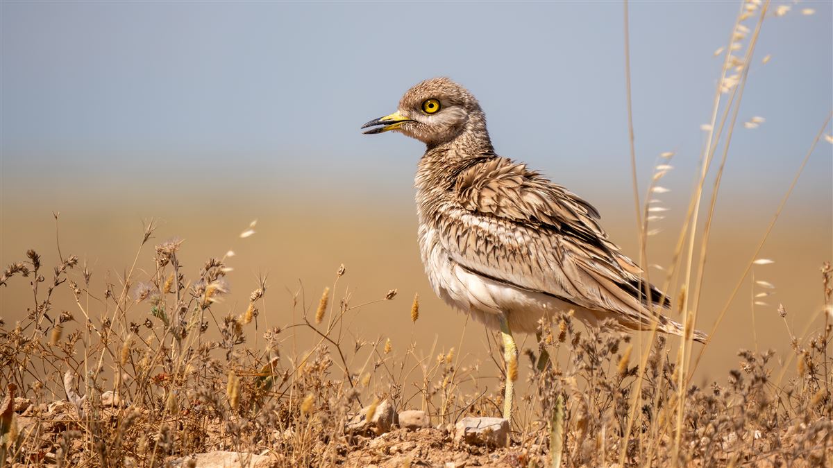 Eurasian Stone-curlew