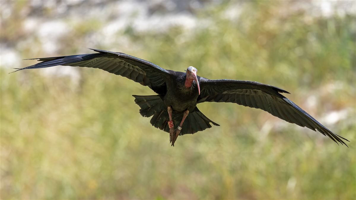 Northern Bald Ibis