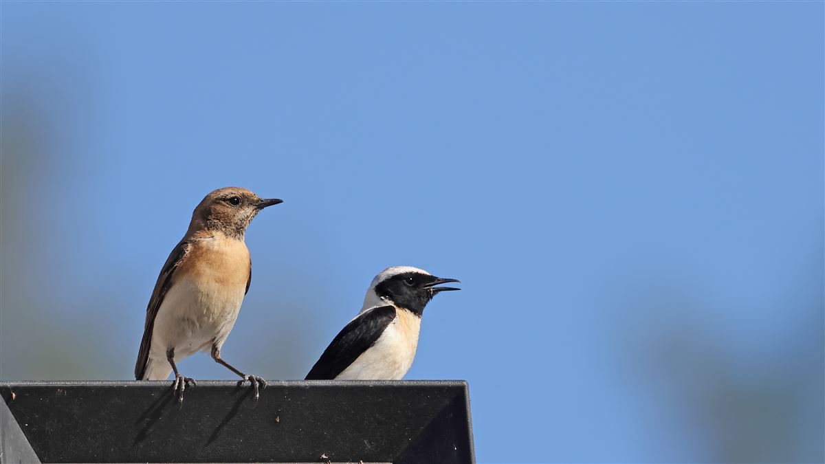 Black-eared Wheatear