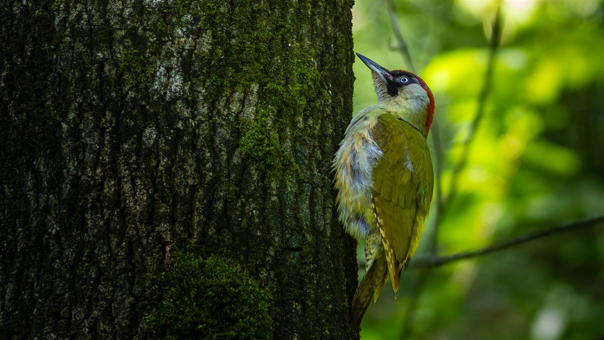 European Green Woodpecker