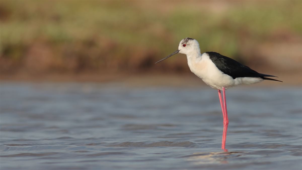 Black-winged Stilt