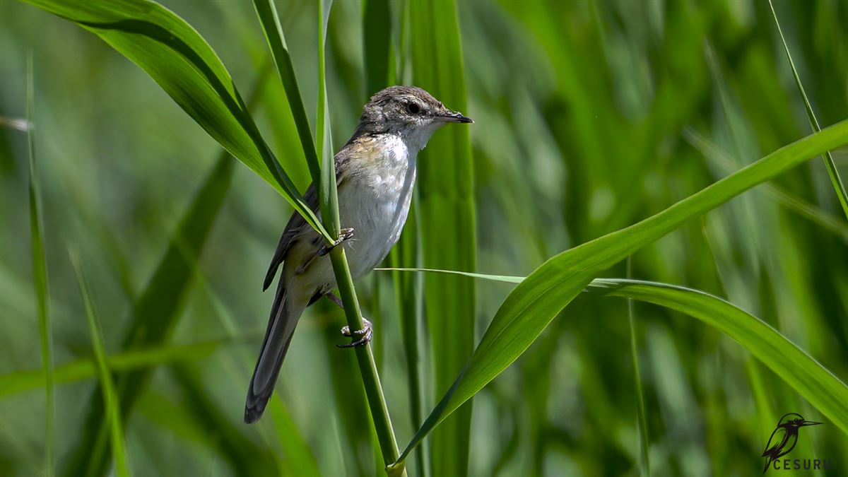 Paddyfield Warbler