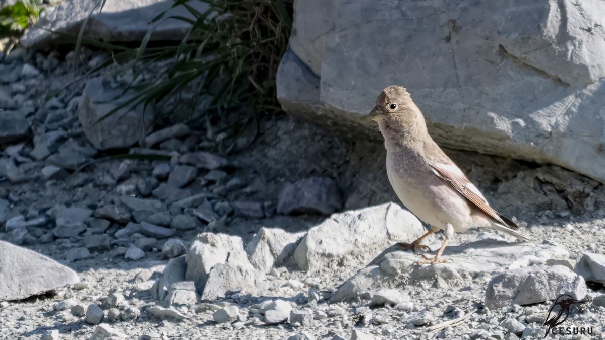 Mongolian Finch