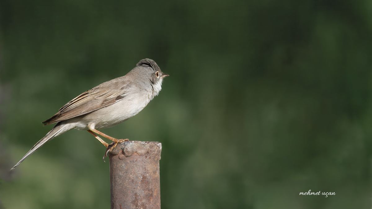 Common Whitethroat