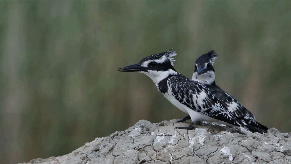 Pied Kingfisher
