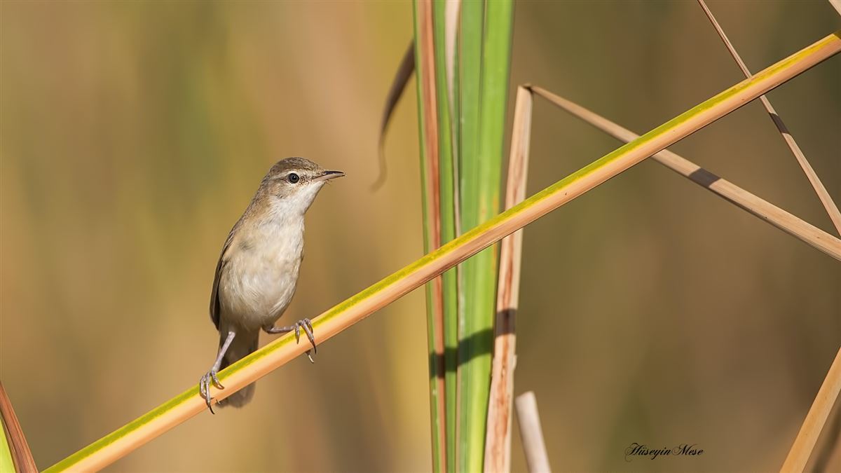 Paddyfield Warbler