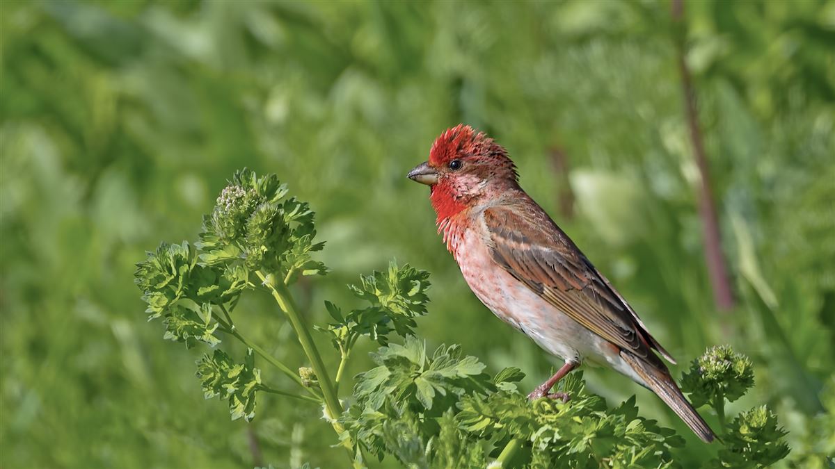 Common Rosefinch