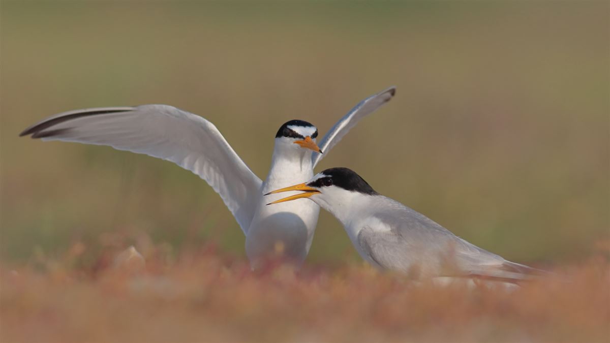 Little Tern