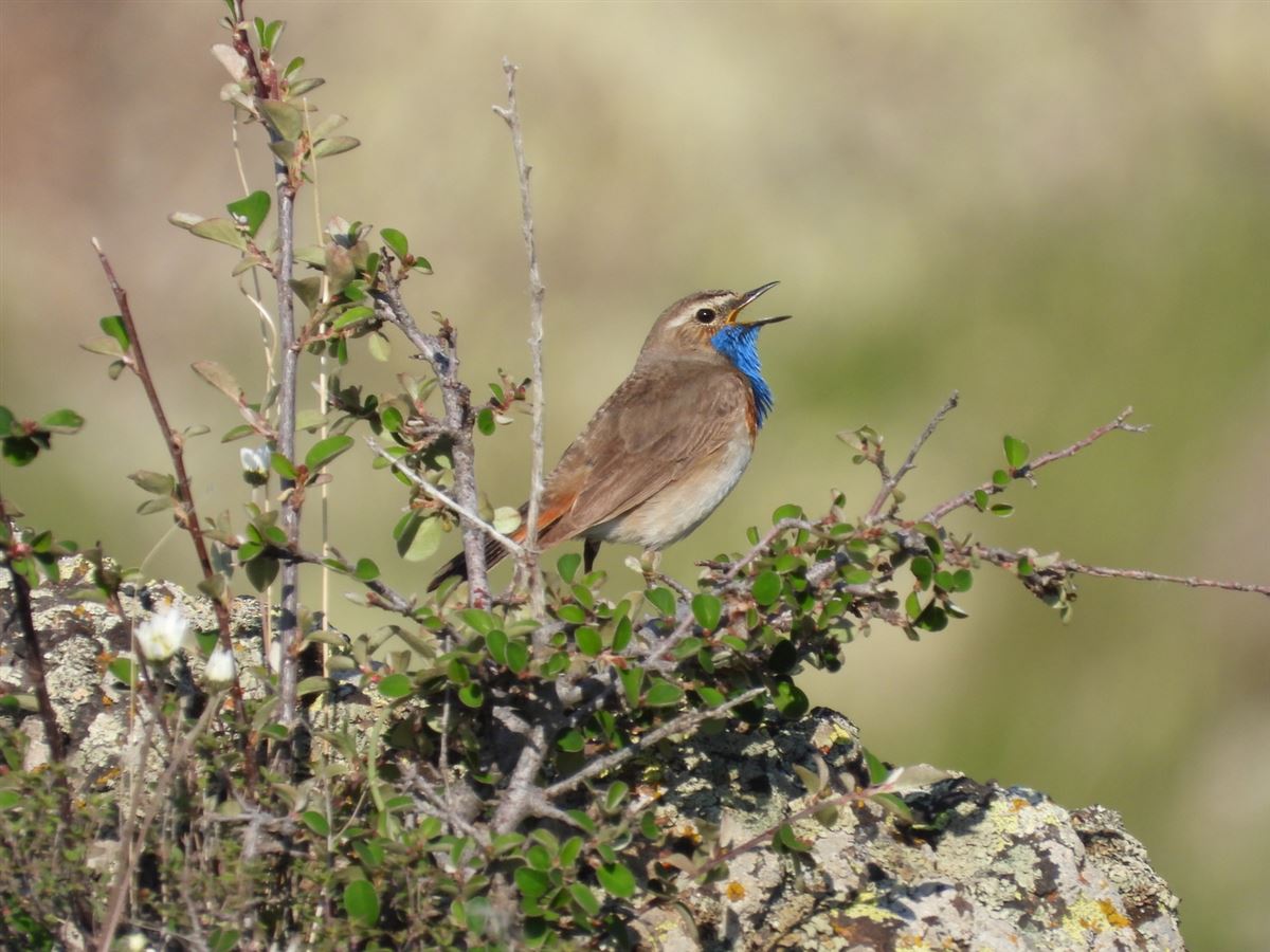 Bluethroat