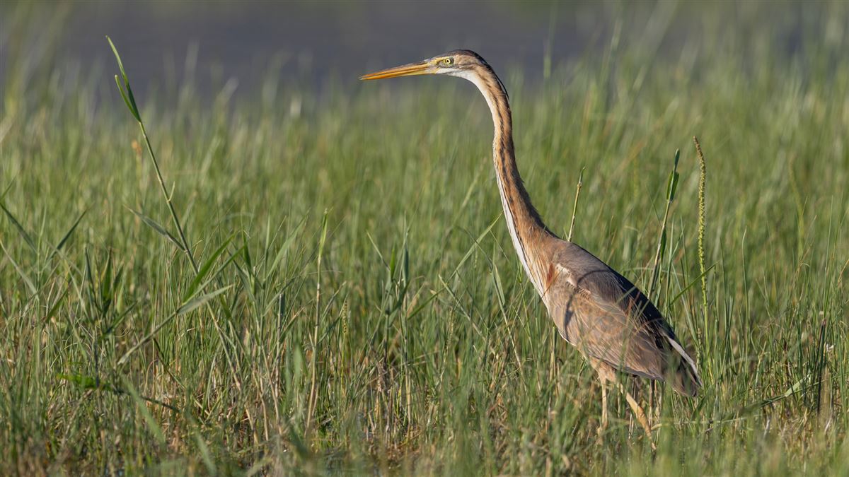 Purple Heron
