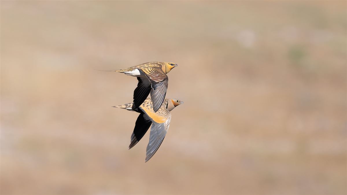 Pin-tailed Sandgrouse
