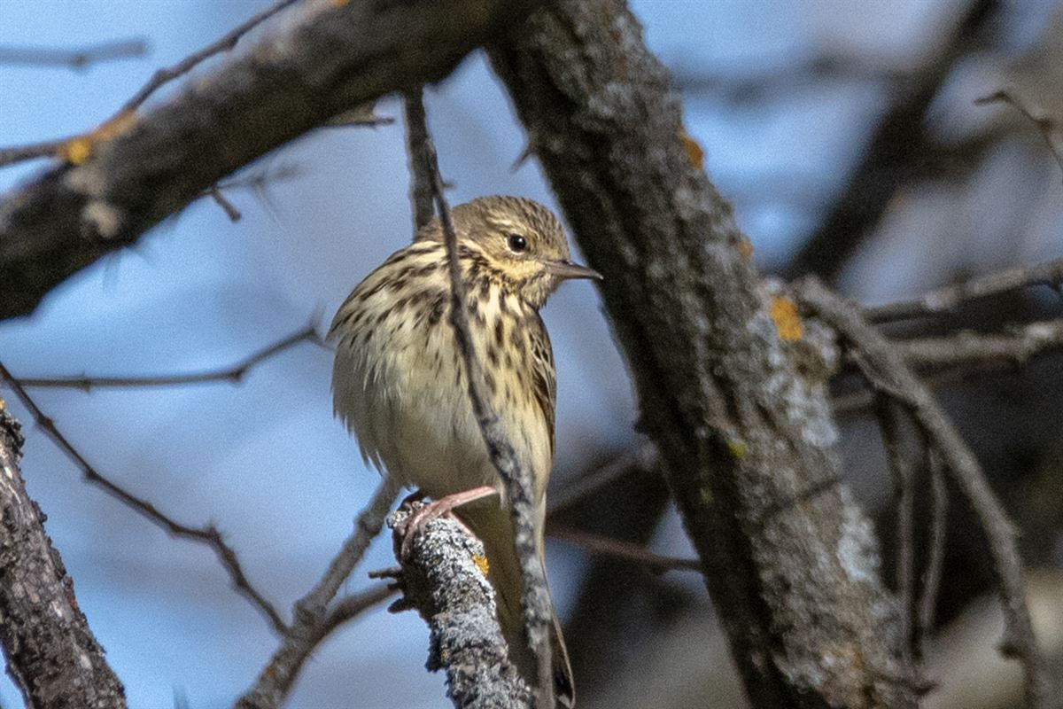 Tree Pipit
