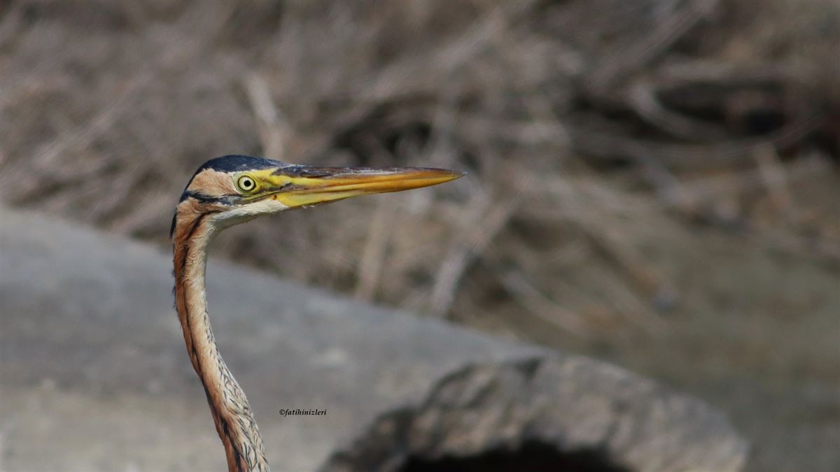 Purple Heron
