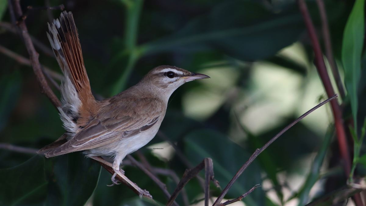 Rufous-tailed Scrub Robin