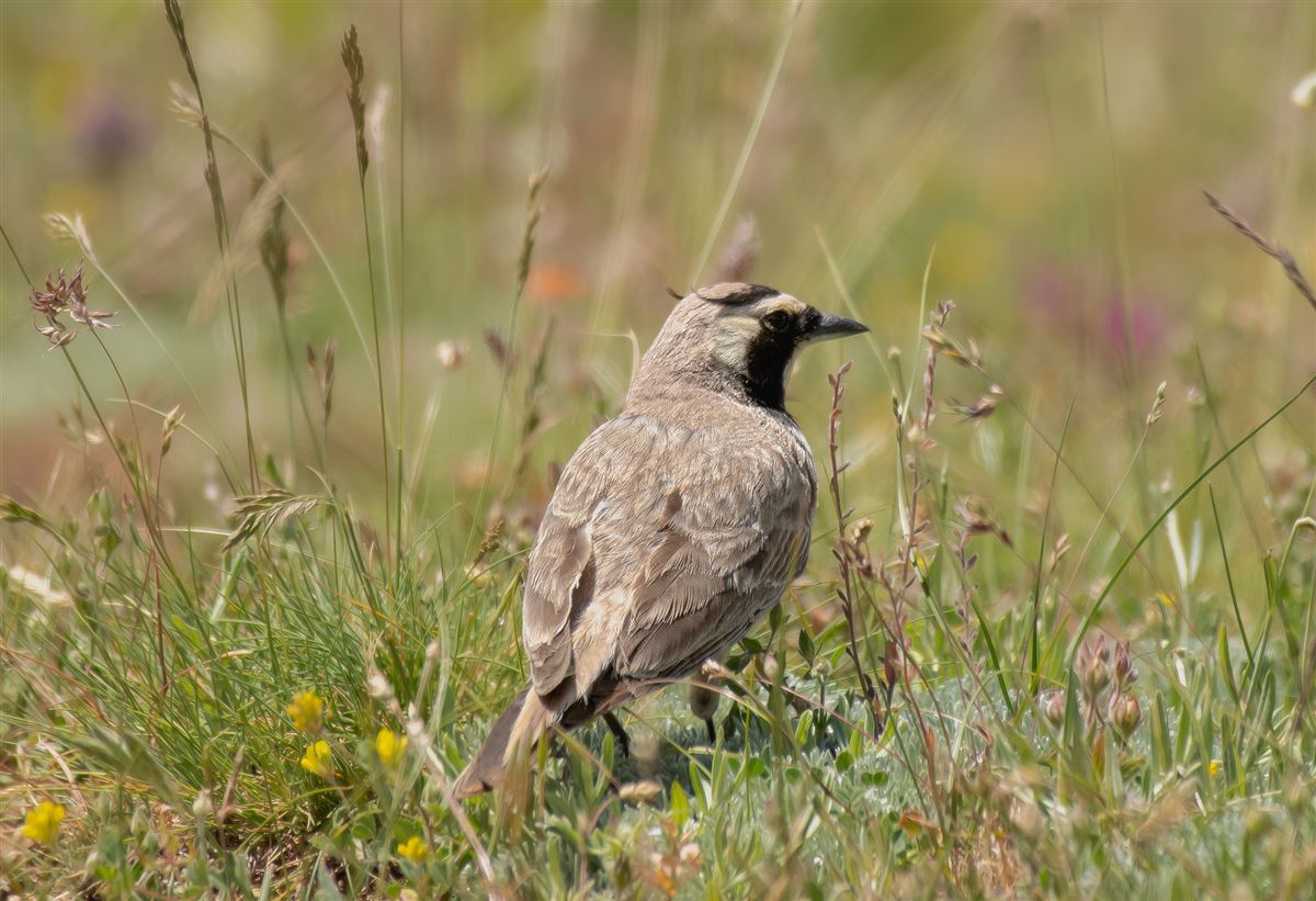 Horned Lark
