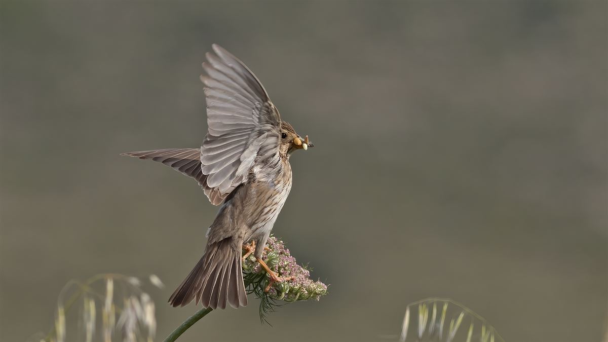 Corn Bunting