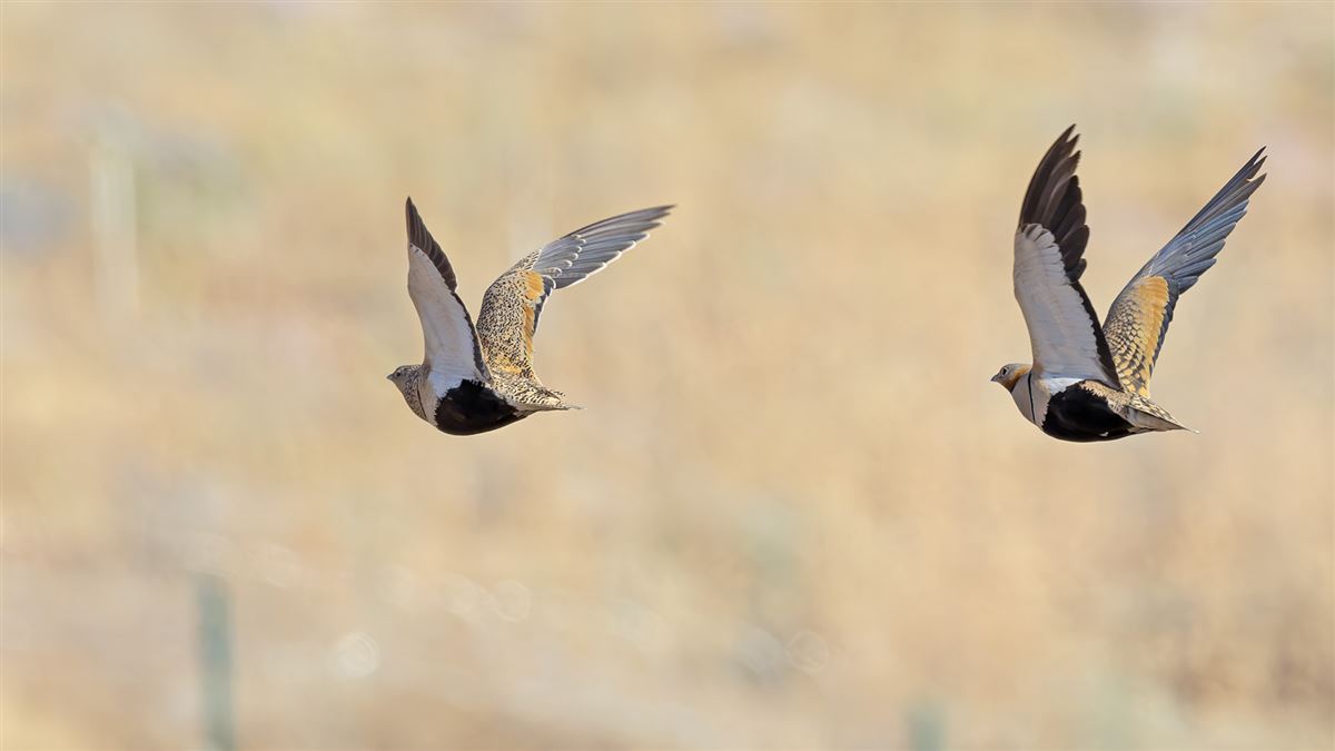 Black-bellied Sandgrouse