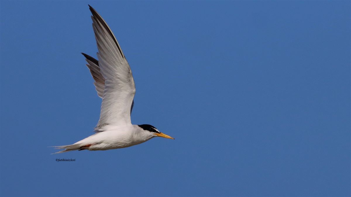 Little Tern
