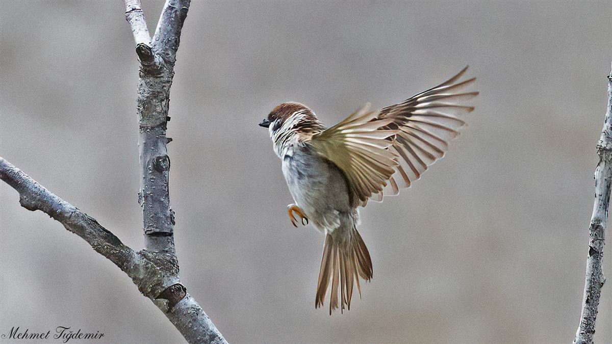 House Sparrow