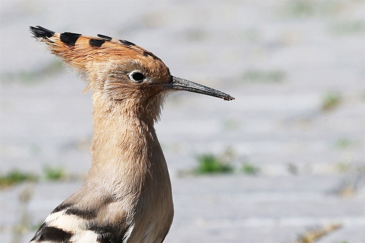 Common Hoopoe
