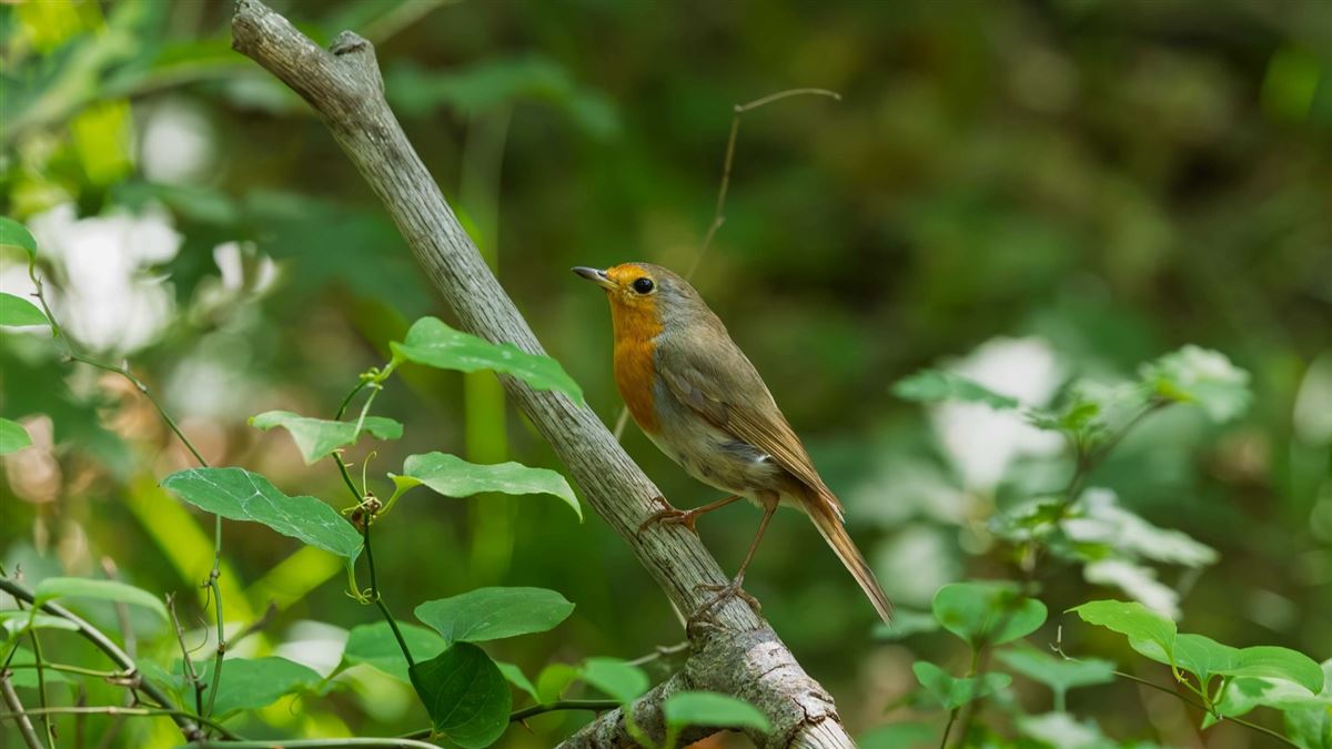 European Robin