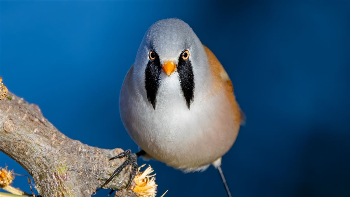 Bearded Reedling