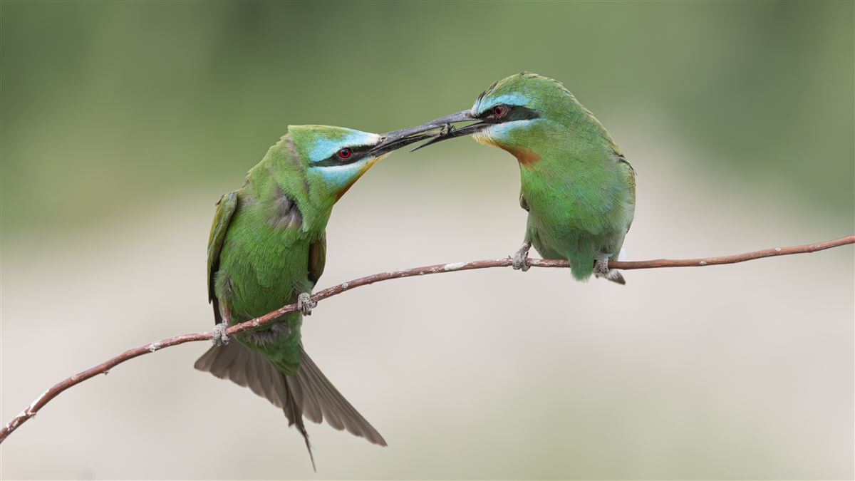 Blue-cheeked Bee-eater