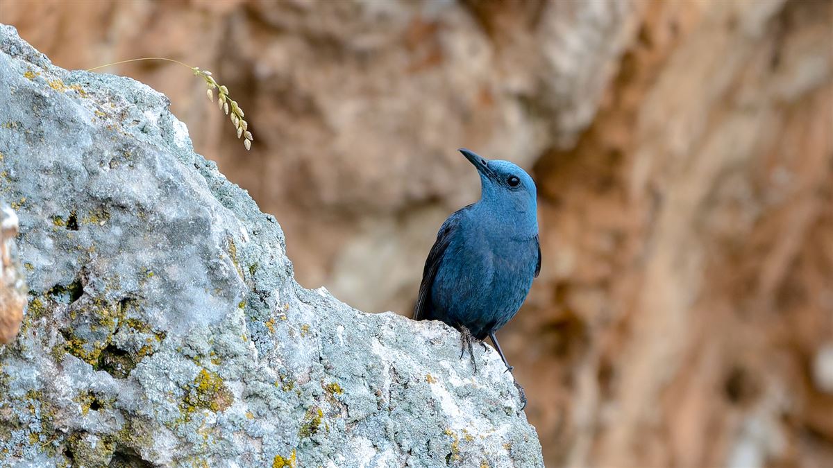 Blue Rock Thrush
