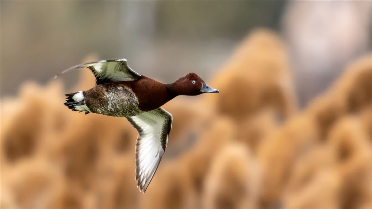 Ferruginous Duck