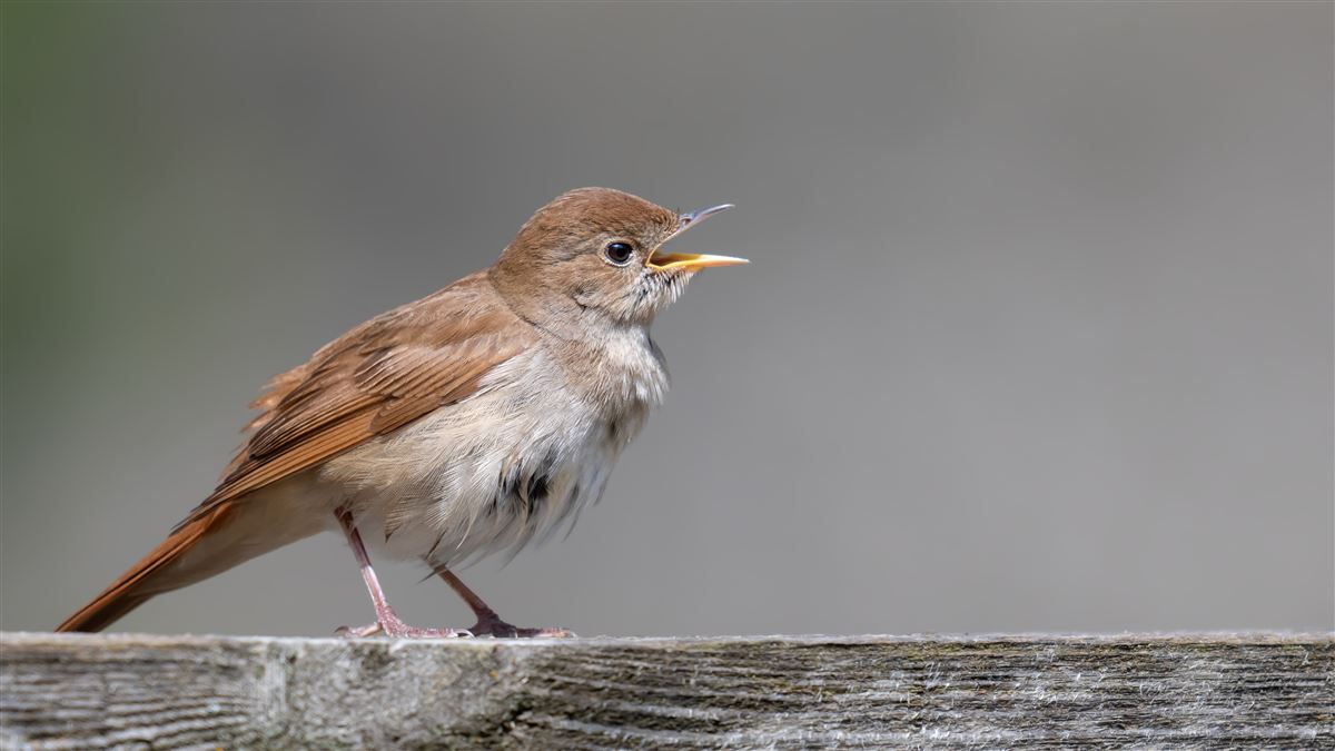 Common Nightingale