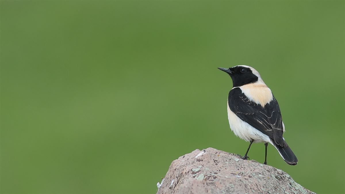 Black-eared Wheatear