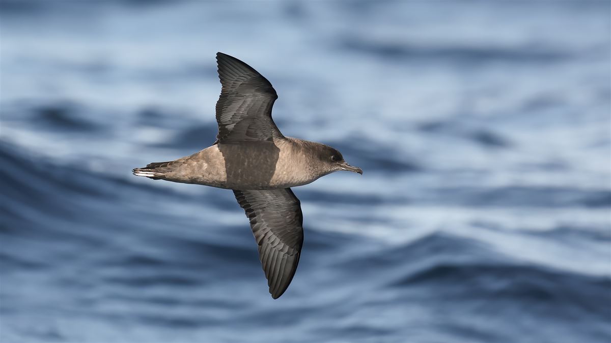 Sooty Shearwater